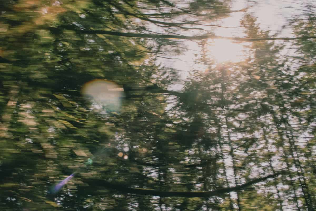 Blurred forest image with sun beams